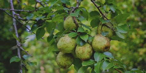 Pear Tree Planting Guide