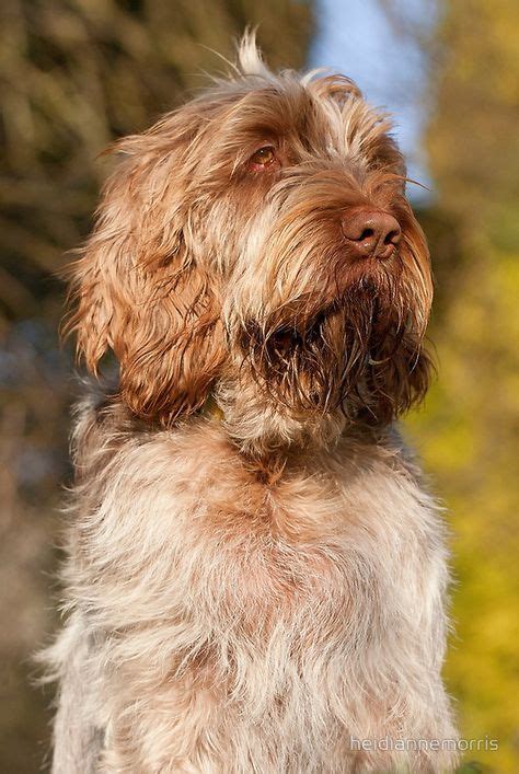 10+ Best Dogs - Spinone Italiano images in 2020 | dogs, italian spinone, dog breeds