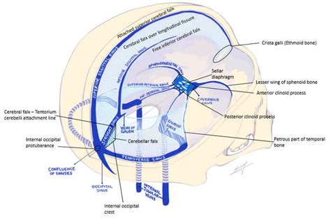 Dural Reflections and Venous Sinuses | Epomedicine