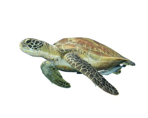 Sea turtle isolated stock photo. Image of tropical, green - 47918778