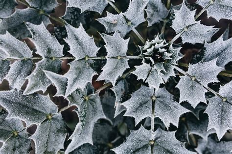 Leaves covered frost. Visit Kaboompics | Premium Photo - rawpixel