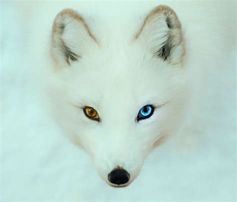 oqr3SZh.jpg 2.652 ×2.255 pixels | Arctic fox, Albino animals, Different colored eyes