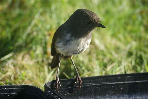 Chatham Islands Black Robin