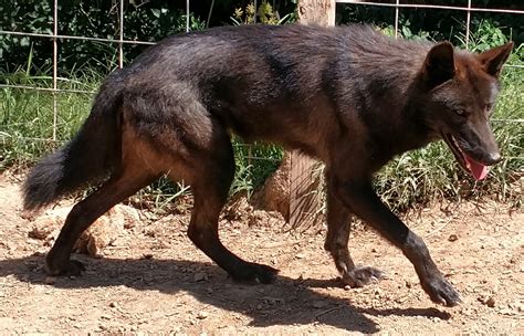 Wolfdog Percentage: | Southern Ohio Wolf Sanctuary, Inc. | Wolfdog