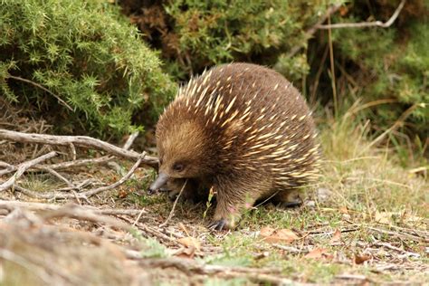 The Creature Feature: 10 Fun Facts About the Echidna | WIRED