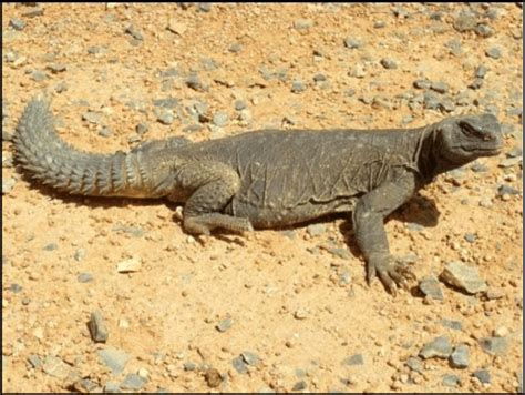 Egyptian Spiny-tailed Lizard, Uromastyx aegyptia (Photographed by Adel... | Download Scientific ...