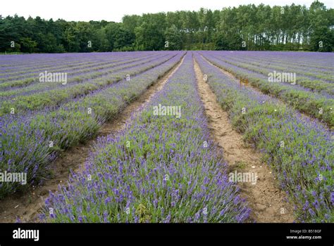 Norfolk lavender fields Stock Photo - Alamy