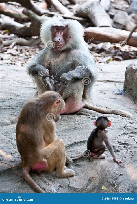 Papio Hamadryas / Baboon Family Stock Image - Image of child, care: 24644595