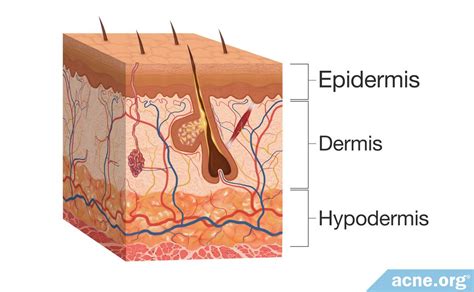 Human Skin: Basic Anatomy and Functions - Acne.org