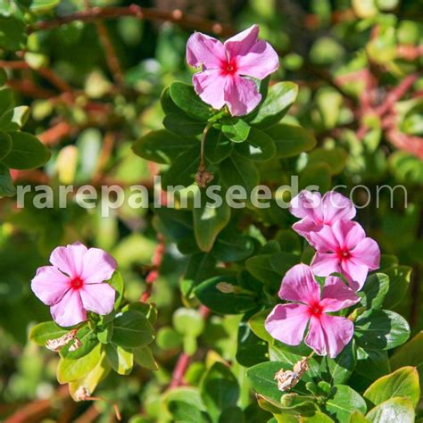 Catharanthus roseus – Madagascar Periwinkle – Buy seeds at rarepalmseeds.com