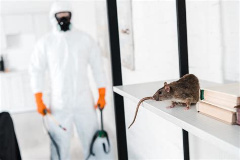 Cost of Mice Extermination: What to Know | Reliant Pest Management