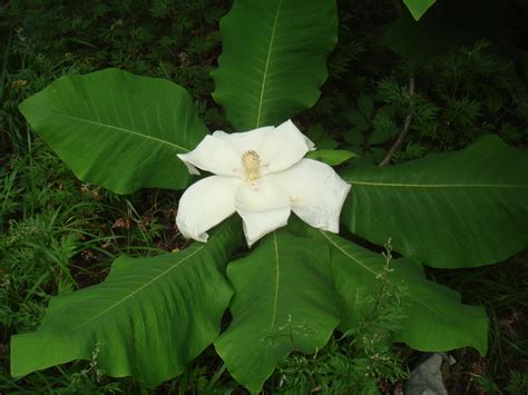 Native Plant Profile: (Magnolia macrophylla), the Bigleaf Magnolia | N ...