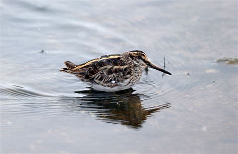 Jack Snipe | Bird Identification Guide | Bird Spot