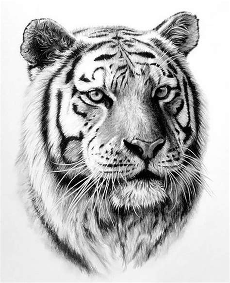 Realistic Tiger Drawing Ideas - Animal Drawing References | Tiger drawing, Tiger tattoo, Tiger art