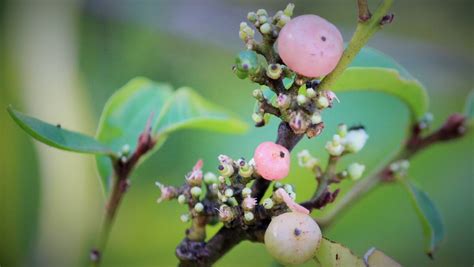 Gardeners will be encouraged to grow more bush foods by flora expert ...