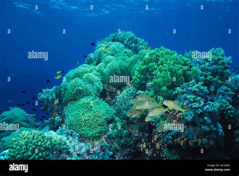 GOAT FISH SHOAL ON CORAL REEF RED SEA EGYPT Stock Photo - Alamy