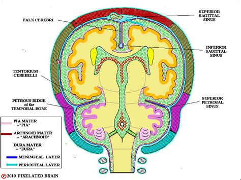 Pixelated Brain - the falx cerebri and tentorium cerebelli