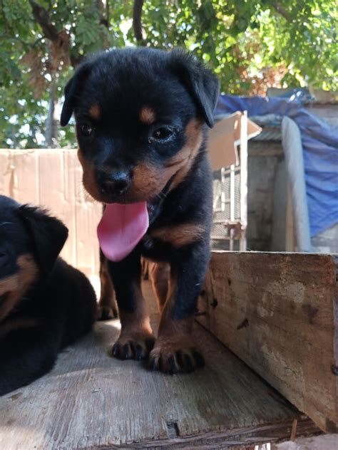 For Sale: Rottweiler Puppies - Cross Road