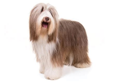 Bearded Collie Dog Breed Information, Images, Characteristics, Health