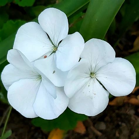 Pelargonium 'Horizon Pure White' (Horizon Series), Pelargonium 'Horizon Pure White' in ...