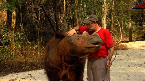 Cincinnati Zoo Team Leaves Sumatran Rhino Harry Wallowing in the Mud ...