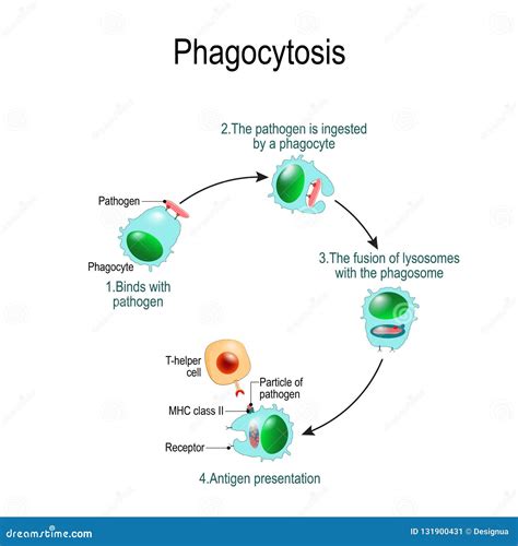 Phagocytosis. Immune System. Vector Diagram for Educational, Biological, and Science Use Stock ...