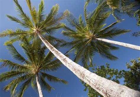 Free Stock photo of tall palm trees | Photoeverywhere