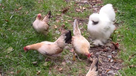 Bantam Chicken Update - YouTube