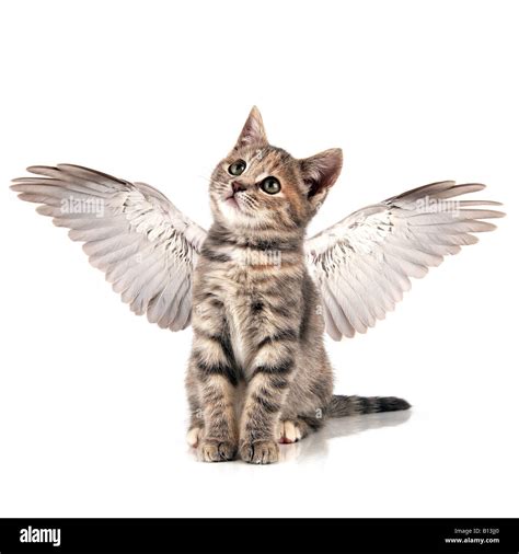 Angel kitten Stock Photo - Alamy