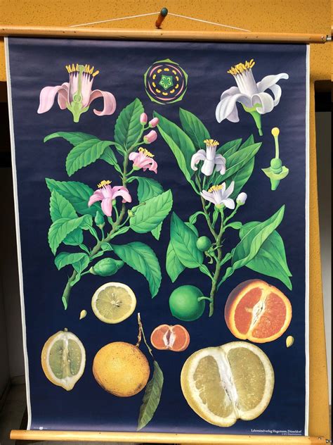 Vintage poster scolastico, botanica, fiore, pianta, arancio, limone, anni '70, Germania Rustic ...