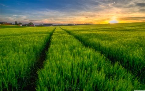 🔥 [40+] Green Field Wallpapers | WallpaperSafari