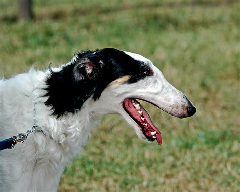 Cute Borzoi dog photo and wallpaper. Beautiful Cute Borzoi dog pictures