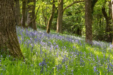 Actual Colour: Bluebell Woods Devon