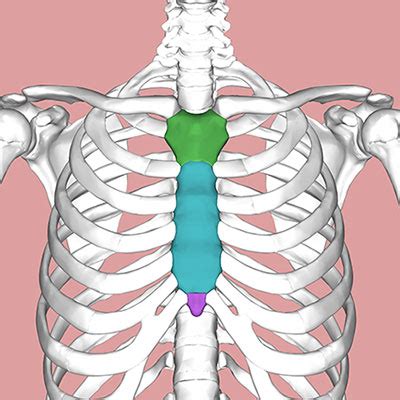 4 At-Home Remedies For Bruised Sternum Treatment