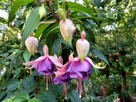 In order to properly care for your Fuchsia plants, you need to know when to prune them. Pruning ...