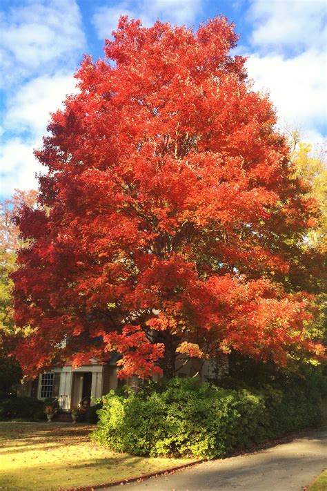 5 Fast-Growing Shade Trees to Plant Now | Best shade trees, Fast growing shade trees, Shade trees