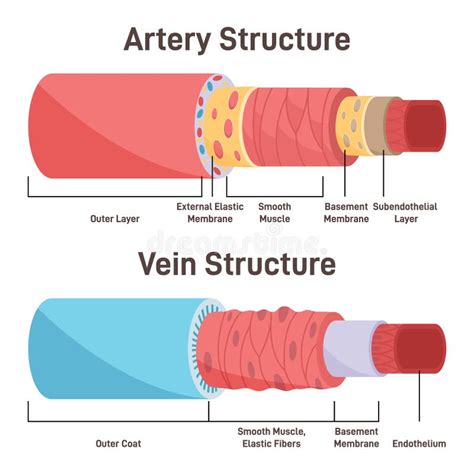 Artery Vs Vein Structure Anatomical Differences Of Blood Vessels Stock ...