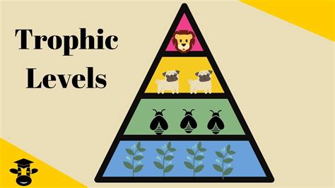 Trophic Level Pyramid - YouTube