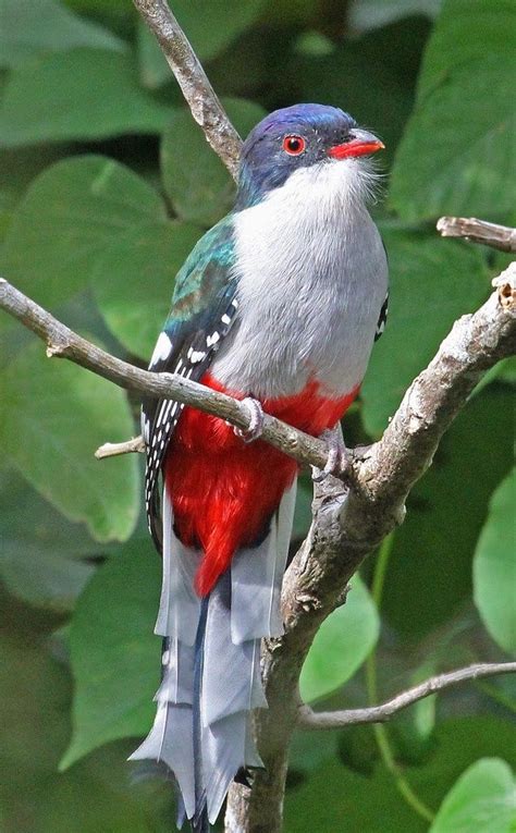 21 best cuban trogon images on Pinterest | Beautiful birds, Colorful birds and Colourful birds