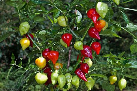 Capsicum chinense - Alchetron, The Free Social Encyclopedia