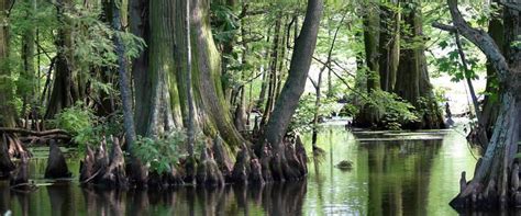 Reelfoot Lake - Alchetron, The Free Social Encyclopedia