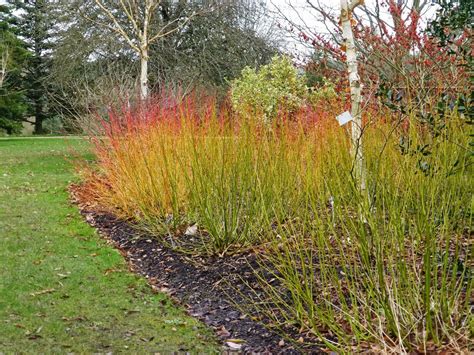 CORNUS SERICEA (STOLONIFERA) 'FLAVIRAMEA' + Midwinter flame | Garden ...