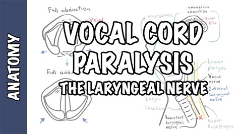 Recurrent Laryngeal Nerve Pathway