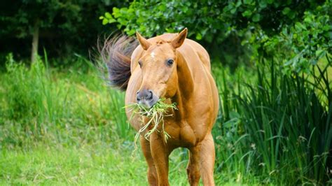 Are grass clippings bad for dogs