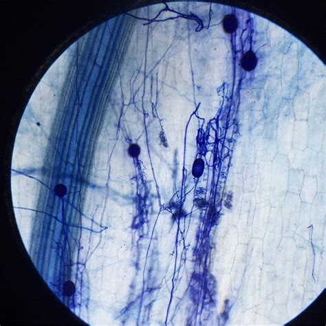 MYKOS, Arbuscular Mycorrhizal Fungi