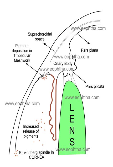 Sei Collaboratore Negare layers of ciliary body Nube gruppo musicale Gomma