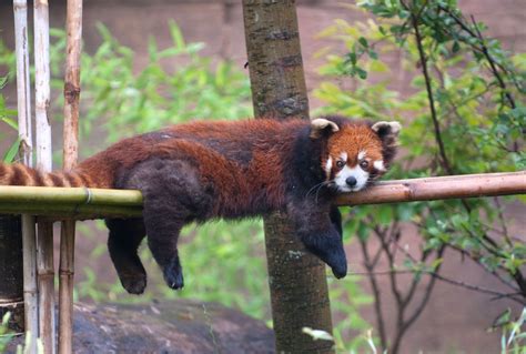 Red panda, hanging out at Columbus Zoo And Aquarium in OH. | Animals, Columbus zoo, Animals ...