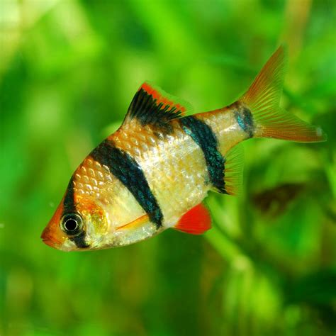 Tiger Barb Fish - The Care, Feeding and Breeding of Tiger Barbs ...