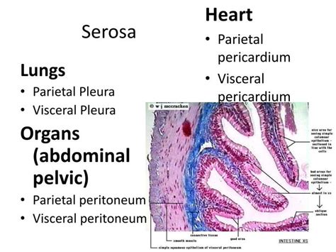 PPT - Three general Membranes! PowerPoint Presentation - ID:2360395