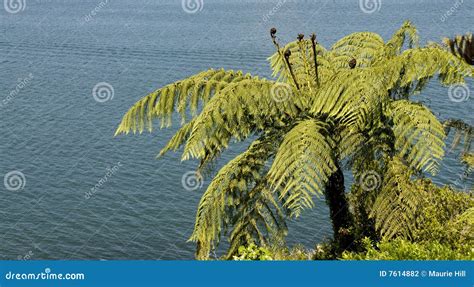 Punga Fern By The Lake Stock Photography - Image: 7614882